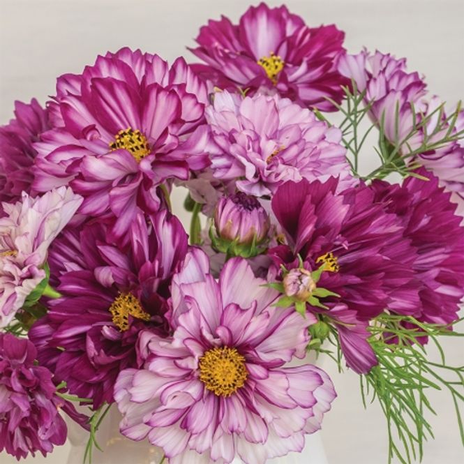Hovedbilde Pyntekorg 'Double Click Bonbon Violet Bicolour' - Cosmos ...