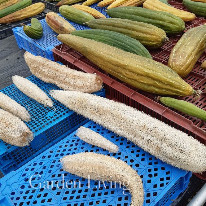 Hovedbilde Svampagurk - Luffa cylindrica