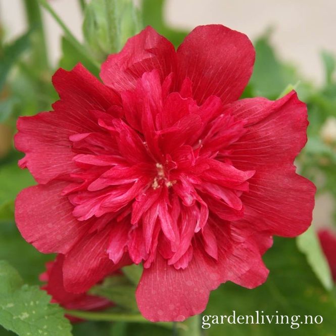 Hovedbilde Stokkrose 'Spring Celebrities Carmine Rose'- Alcea rosea