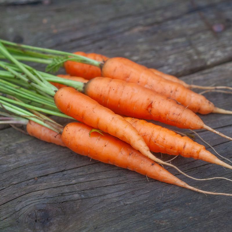 Gulrot 'Resistafly – Tozresis' F1 - Daucus carota