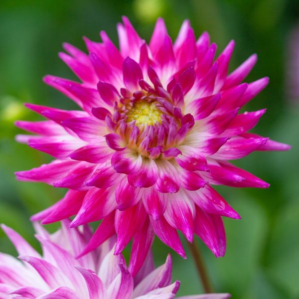 Hovedbilde Georgine 'Dutch Explosion' - Dahlia x cultorum, 1 stk.