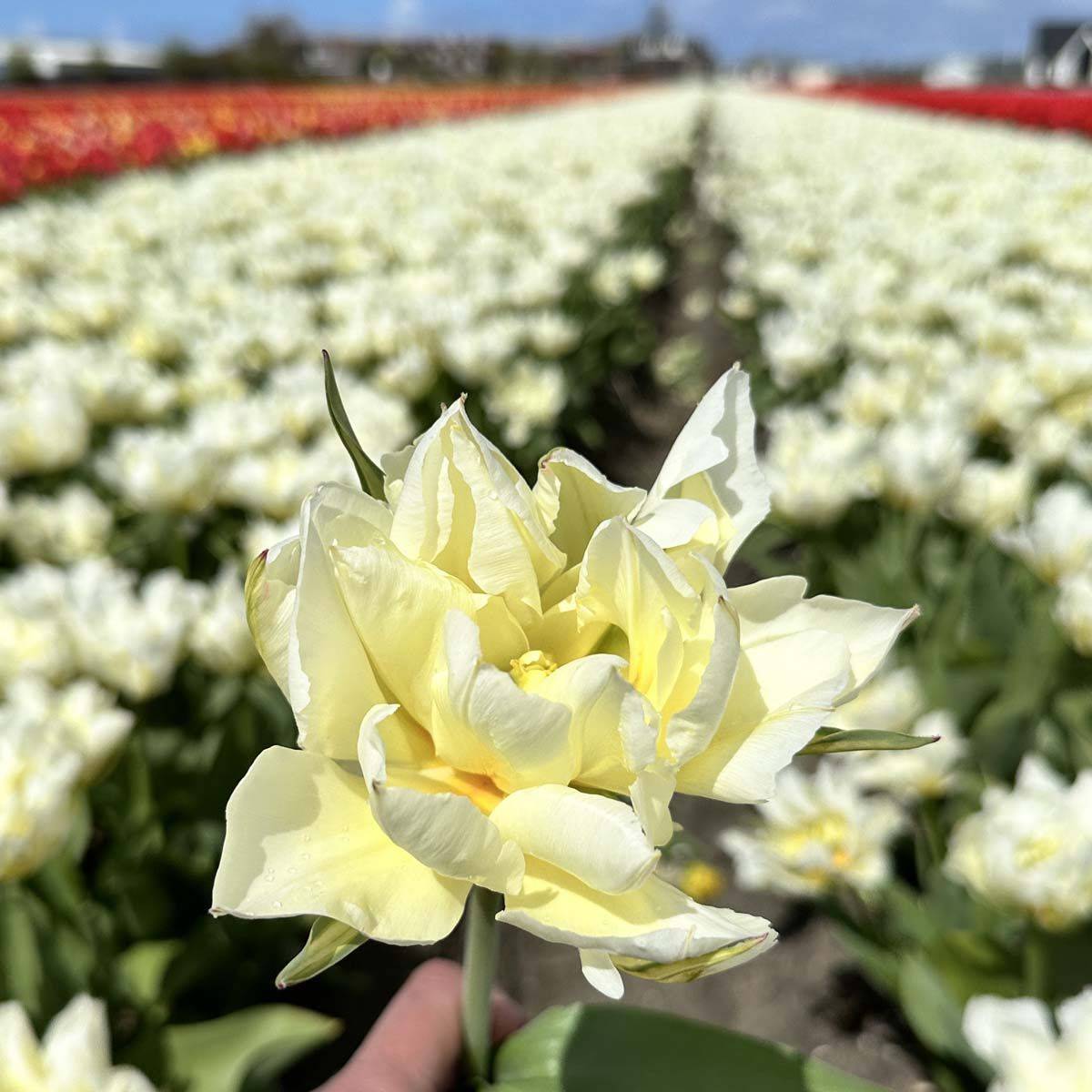 Tulipan 'Exotic Emperor’, Fosterianahybrid - 10 stk