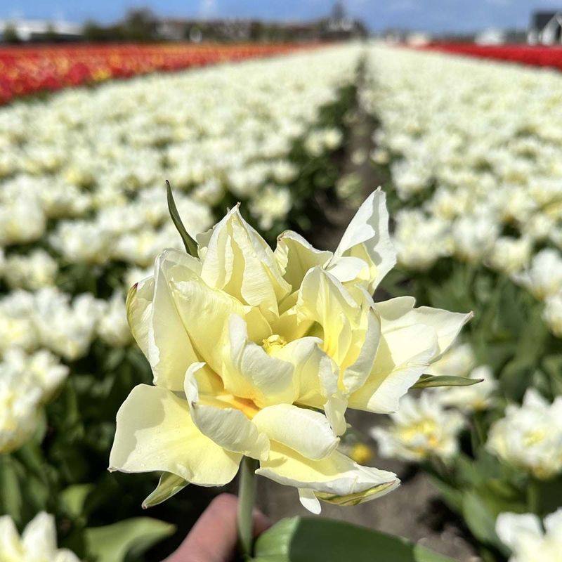 Tulipan 'Exotic Emperor’, Fosterianahybrid - 10 stk