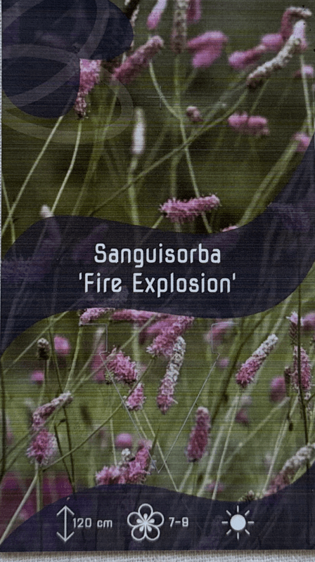 Blodtopp 'Fire Explosion' - Sanguisorba