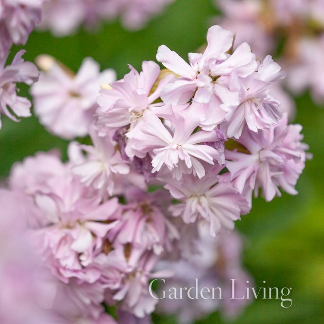 Hovedbilde Såpeurt 'Rosea Plena', Saponaria officinalis