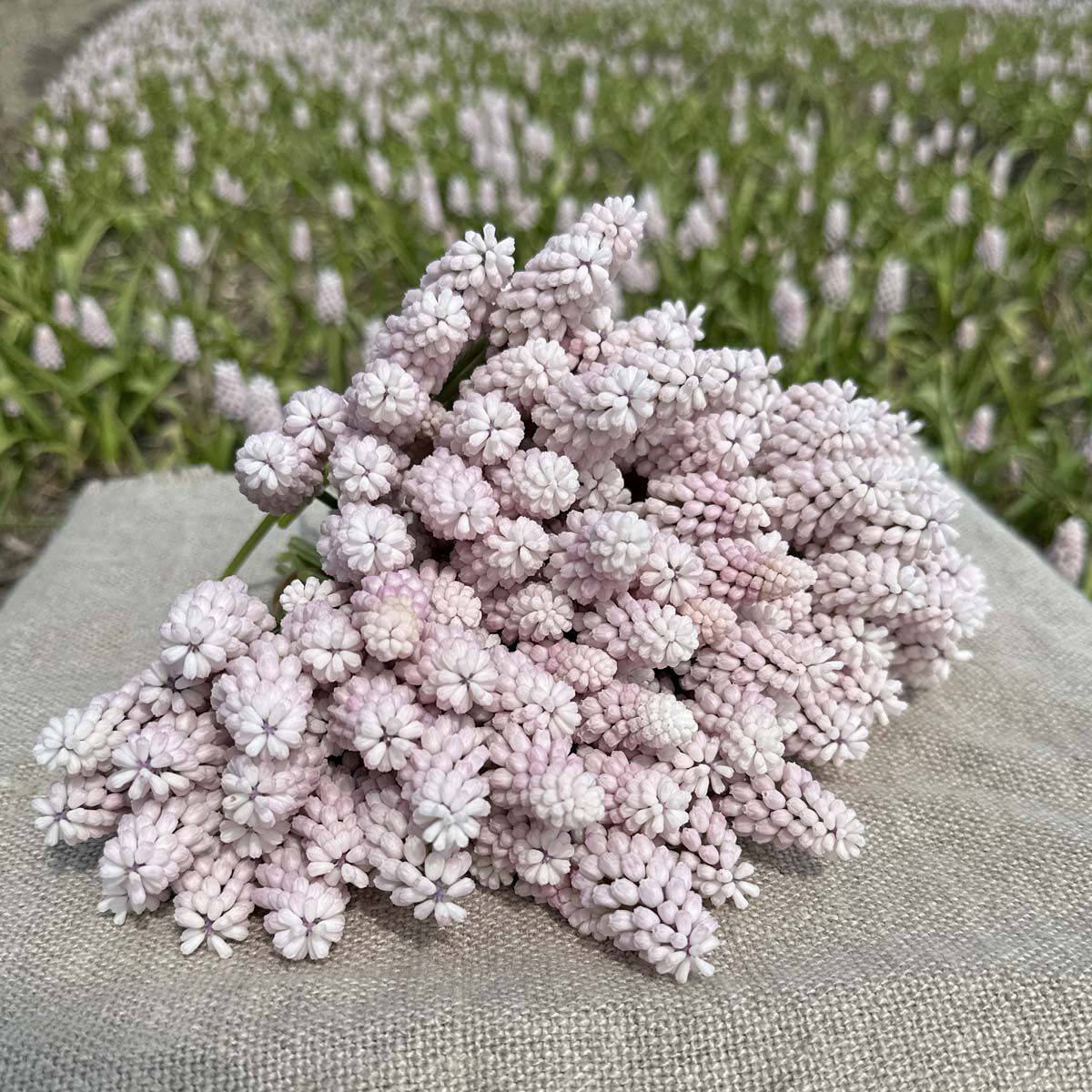 Perleblomst 'Pink Sunrise' - 10 stk