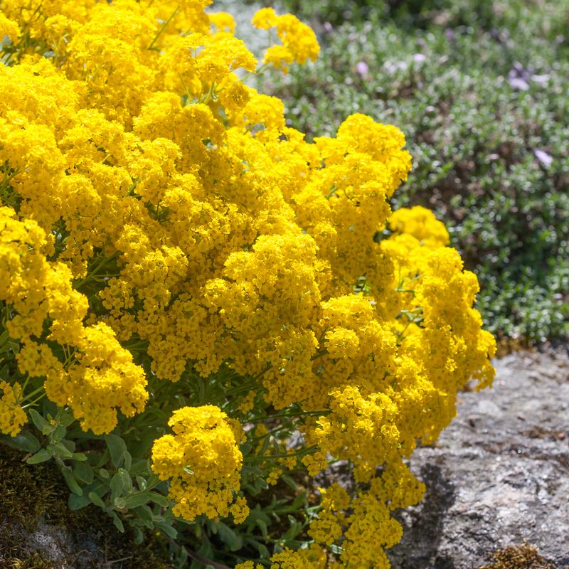 Steindodre 'Gold Dust' - Aurinia saxatilis 