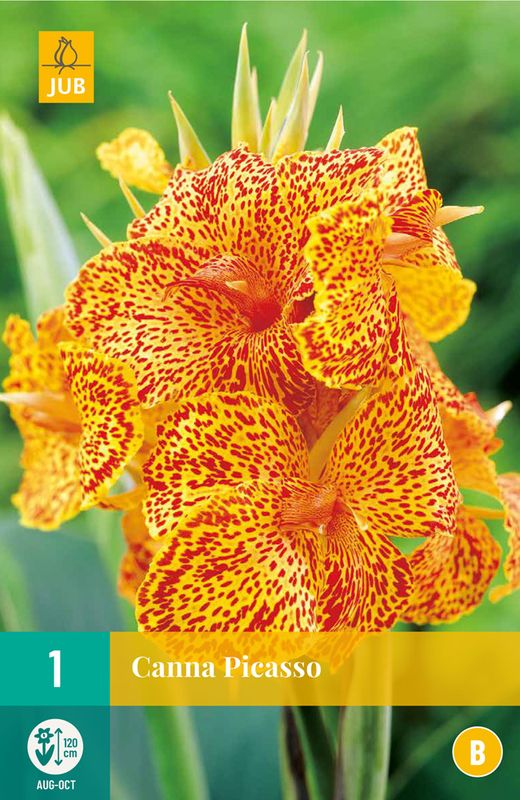 Kanna 'Picasso' - Canna, 1 stk.
