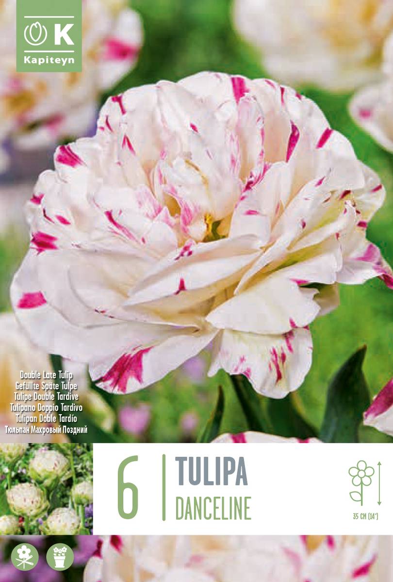 Tulipan 'Danceline', sen dobbel - 6 stk