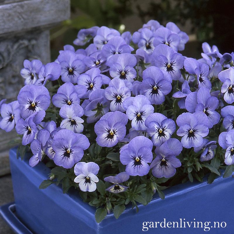 Stemorsblomst 'Floral Power Sky Blue Blotch', småbl. - Viola x williamsii