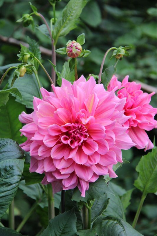 Georgine 'Otto's Thrill' - Dahlia x cultorum, 1 stk.