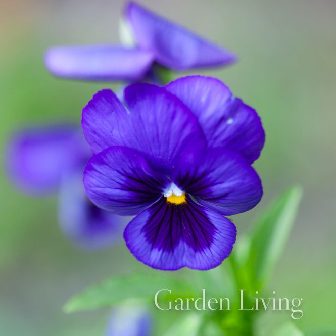 Hovedbilde Stemorsblomst 'Swiss Giants Ullswater Blue’ - Viola
