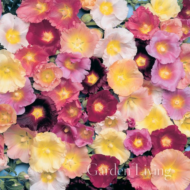 Hovedbilde Stokkrose 'Happy Lights Mixed’ - Alcea ficifolia